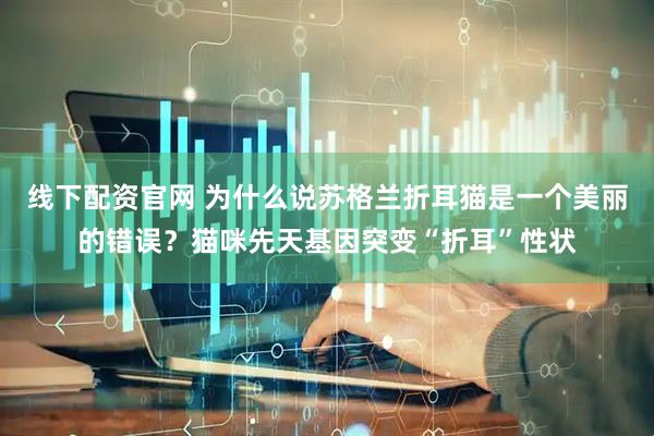 线下配资官网 为什么说苏格兰折耳猫是一个美丽的错误？猫咪先天基因突变“折耳”性状