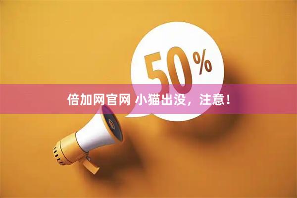 倍加网官网 小猫出没，注意！